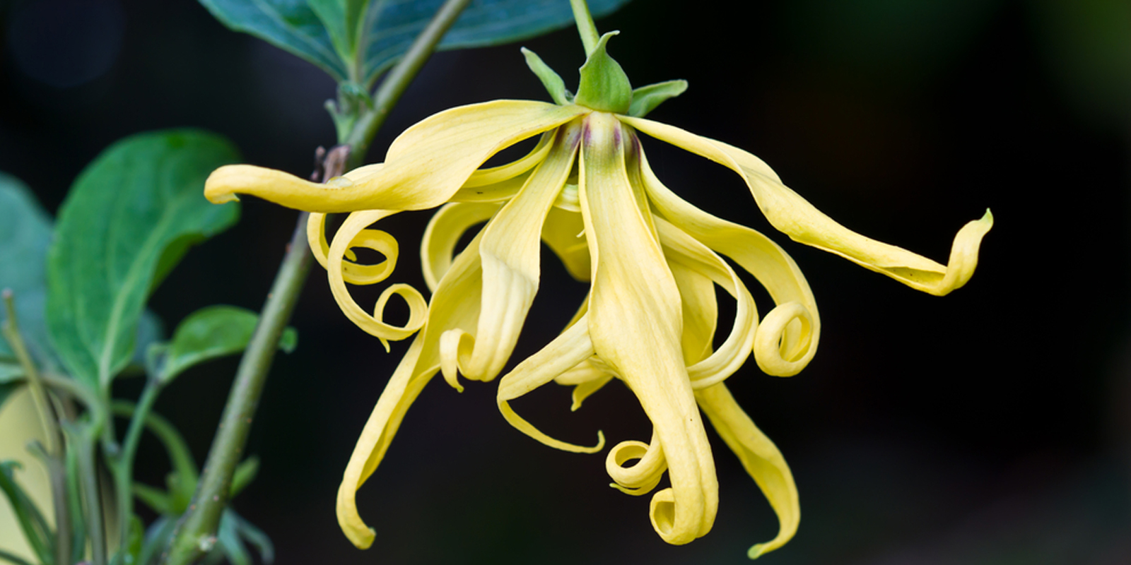 Ylang Ylang or Aloe Vera?